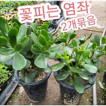 꽃피는 염좌-2개묶음/하얀눈이 내린것같은 꽃피는 염좌 다육식물