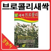 새싹브로콜리씨앗- 브로콜리싹 브로콜리씨앗 새싹채소 새싹씨앗 학습용 실험용 사계절 재배가능, 베이비적겨자