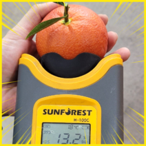 블러드오렌지 13브릭스이상 제주GAP농원 당일수확, 10KG