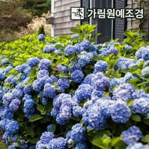 정원수국 수국 가림원예조경, 엔들레스썸머 오리지널 6치포트, 1개
