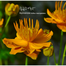 큰 금매화 [2포트] (복남이네 야생화 모종 백두산큰금매화) 토종식물, 2개