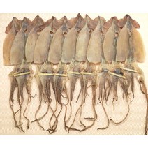 국산동해안건오징어 10마리 200그램 부터 300그램., 200g 10마리