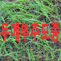 (성실농원)두메부추모종(50개)두메부추모종 판매, 50개