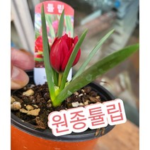 원종튤립/매년 퇴화하지않고 번식하는 튤립꽃