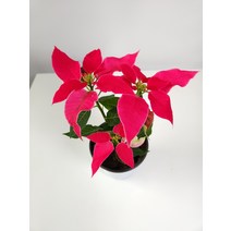 크리스마스엔 포인세티아 핑크 소품 152039, 1개
