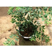 플러브 블루베리(큰화분)