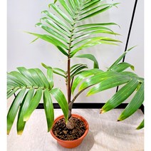 [이삽저삽]보틀팜나무화분(키100-120cm내외/8치화분포함)주병야자 호리병야자 열대식물/ 부귀와 장수를 부르는 야자나무/ 플랜테리어 공기정화식물 관상용, 1개