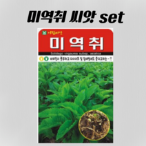 미역취 100립/ 민속채소 씨앗, 2개