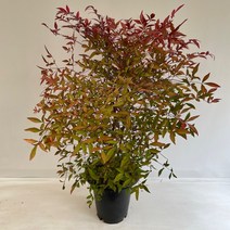 온누리농원 남천