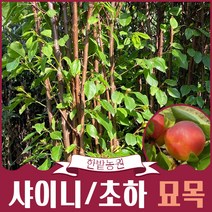 플럼코트 자두+살구나무 묘목 나무키우기 샤이니 초하 유실수 퓨전과수 정원수 원예 가든, 01.샤이니