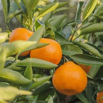 고씨네 특급 한라봉 3kg 한라봉체험 천혜향 제주감귤