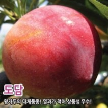 자두나무 조생왕자두 추희 도담 대흥포 왕피자두 로사 바이오체리 접목 1년생, 도담자두