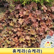 들꽃닷컴]야생화 월동식물 화단인테리어 단풍바위취 슈케라 휴케라 4치포트 5개
