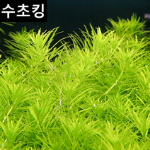[수초킹] 로타라 드와프 그린 초보수초 키우기 쉬운 수초 구피수초 구피 새우 음성 활착, 20촉