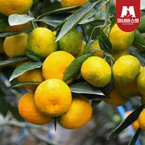 마녀바스켓 [마녀바스켓] 제주도 조생 감귤 2.5kg_소과(2S~S), 1