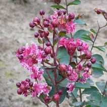 목하원예조경 배롱나무 백일홍나무 묘목 왜성백일홍 (무카) 20cm전후 포트묘, 1개, 혼합색상