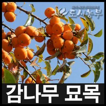 묘목/감나무(야오끼-왕대봉)/접목1년 상묘/3주 CH080