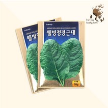 웰빙청경근대 10g 미래종묘 잎채소류 씨앗