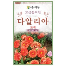 분홍색 풍접초 200립 - 족두리꽃 클레오메 백화채 양각채 야생화 고급 씨앗 꽃씨 씨 꽃씨앗 풍접초씨앗 풍접초씨, 03_다농_다알리아(혼색)(100립)