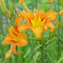 모종/왕원추리 4치포트 /5개 BB158, 5개