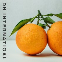 핫한 맛있는고당도오렌지 인기 순위 TOP100 제품 추천