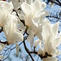 목련/백목련/개화주(화분묘)/묘목/h0177