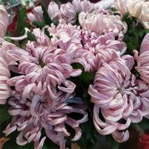 [어린모종]국화(대국) : 8cm분, 비엔나 핑크, 1개