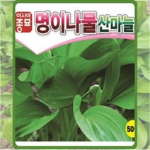 명이나물 산마늘(50립) 명이나물씨앗종자 /쌈