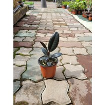 2900 버건디고무나무 소품 10~25cm