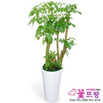 꽃뜨랑 녹보수 대박나무 공기정화식물 관엽식물, 1개