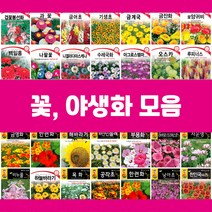 꽃씨 모음 씨앗 제라늄 물망초 연꽃 백일홍 구절초 수레국화 버베나 다알리아 천일홍 핑크메밀 키우기, 77.시계꽃