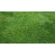 [법면 경사면용] 혼합양잔디씨앗 5kg 약50평 무료배송/발아율 80%이상/혼합풀씨 혼합종자 잔디씨 양잔디씨 잔디씨앗 법면녹화 사방공사