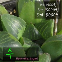 허브여울 수 지름 9cm 소품 다육화분, 3개