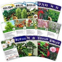 나무 씨앗 모음 각종 수목 과수 산림 조경 나무 씨 종자, 55 안개나무30g