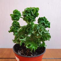 본트로사이(레몬민트향) 제라늄