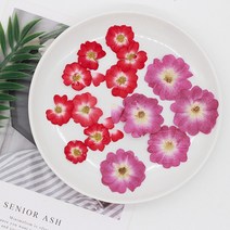 압화diy 압화공예 30pcs 말린 된 중국 장미 꽃 식물 쥬얼리에 대 한 식물 표본 상자 책갈피 스크랩북 전화, 04 Mixed-1 2.5-3.5cm