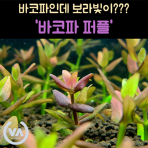 [비바소녀] 신기한 보라색 수초 바코파퍼플(5줄기) 초보수초 레이아웃 미니어항