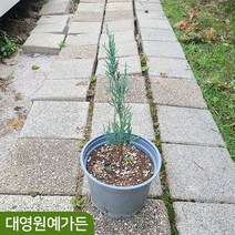 스카이로켓 향나무 6치포트 측백나무