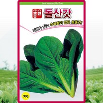 돌산갓 씨앗 돌산 갓 씨 종자 30g
