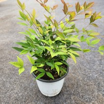 남천나무 중품 꽃비야생화, 1개