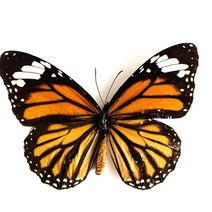 저스트앳 나비 표본 곤충 인형 생산 매력 홈 장식 액세서리 거실 컬렉션 아트, [20] 20