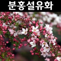 분홍설류화(설유화) 4치포트 1개/나무 묘목/꽃나무/조경용