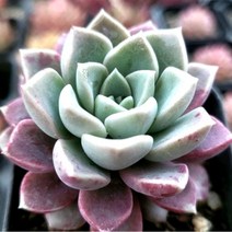 꽃보다 예쁜 다육이 8종 모아보기, 핑크스팟