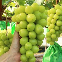 천안 입장 샤인머스켓 포도 1kg, 1개