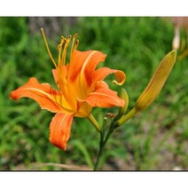 꽃씨앗 원추리 (30립) -다년초 종자씨앗 야생화 씨앗모음