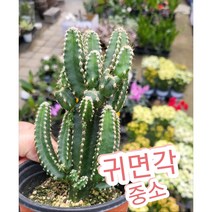 귀면각-중소/잎이 없고 가시가 많은 다육 식물 선인장, 1개