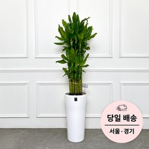 에코플랜트 실내 공기정화 식물 개업식 사무실 이전 승진 까페 개원 집들이 선물 개업 축하 화분 배달 [서울 경기 당일배송]<토요일 오후 일요일 주문건 월요일배송