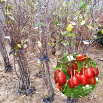 왕보리수나무 식목일 1주 원예 보리수나무 삽목, 1개