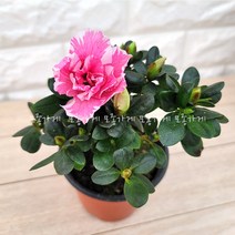 철쭉 아젤리아 아자리아 연산홍 영산홍 서양철쭉 철죽 색상랜덤
