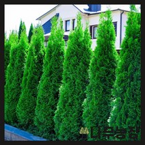 (나무농장) 에메랄드그린 키 60cm 내외 분